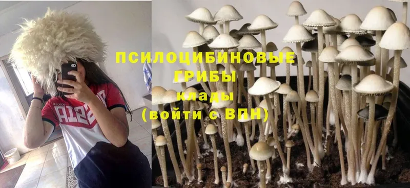 mega ссылки  Астрахань  Псилоцибиновые грибы MAGIC MUSHROOMS  как найти закладки 